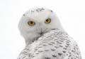 White Owl