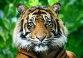 آواتار Persian Tiger